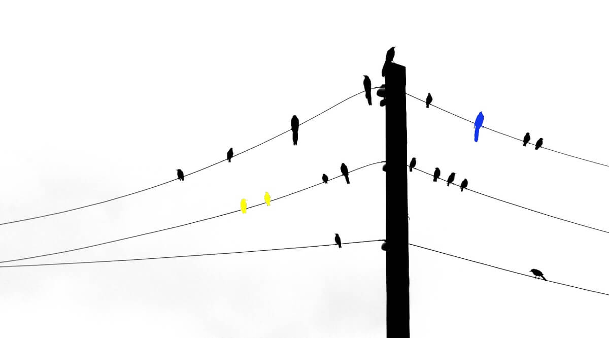 Sample of custom Newlon paper with birds on a telephone wire